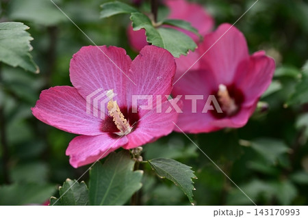 ムクゲ(Rose of Sharon) ムクゲ(Rose of Sharon) 143170993