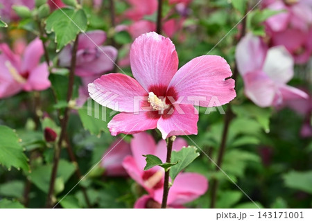 ムクゲ（Rose of Sharon） 143171001