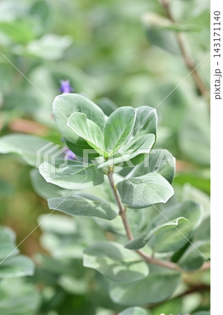 ハマゴウ(Vitex rotundifolia) ハマゴウ(Vitex rotundifolia) 143171140