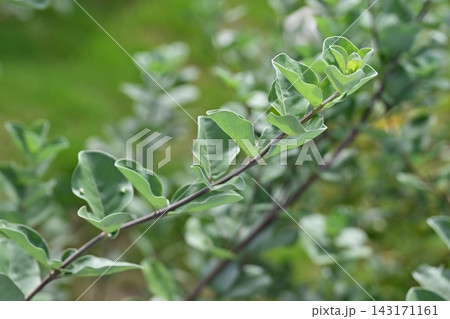 ハマゴウ(Vitex rotundifolia) ハマゴウ(Vitex rotundifolia) 143171161