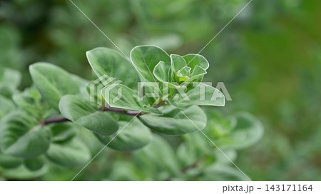 ハマゴウ(Vitex rotundifolia) ハマゴウ(Vitex rotundifolia) 143171164