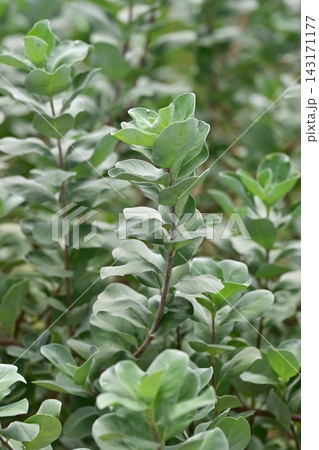 ハマゴウ(Vitex rotundifolia) 143171177