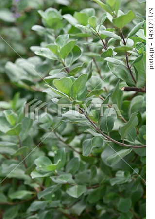 ハマゴウ(Vitex rotundifolia) 143171179