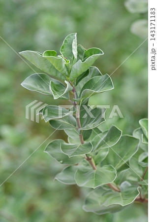 ハマゴウ(Vitex rotundifolia) ハマゴウ(Vitex rotundifolia) 143171183