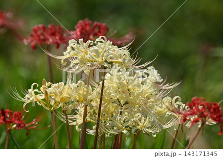 ヒガンバナ(彼岸花/Lycoris radiata) ヒガンバナ(彼岸花/Lycoris radiata) 143171345