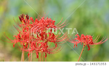 ヒガンバナ(彼岸花／Lycoris radiata) 143171353