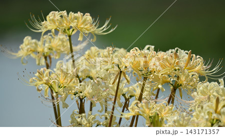 ヒガンバナ(彼岸花／Lycoris radiata) 143171357
