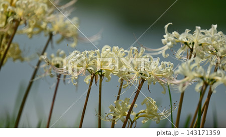 ヒガンバナ(彼岸花/Lycoris radiata) ヒガンバナ(彼岸花/Lycoris radiata) 143171359