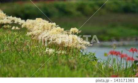 ヒガンバナ(彼岸花/Lycoris radiata) ヒガンバナ(彼岸花/Lycoris radiata) 143171365