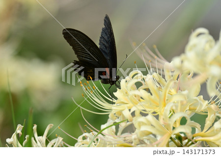 ヒガンバナ(彼岸花/Lycoris radiata) ヒガンバナ(彼岸花/Lycoris radiata) 143171373