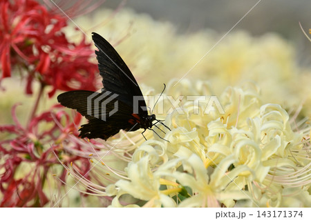 ヒガンバナ(彼岸花／Lycoris radiata) 143171374