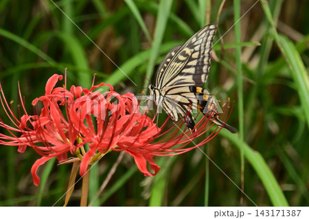 ヒガンバナ(彼岸花/Lycoris radiata) ヒガンバナ(彼岸花/Lycoris radiata) 143171387
