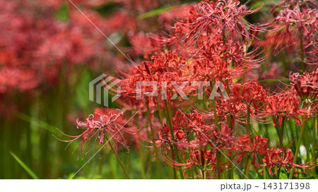 ヒガンバナ(彼岸花/Lycoris radiata) ヒガンバナ(彼岸花/Lycoris radiata) 143171398