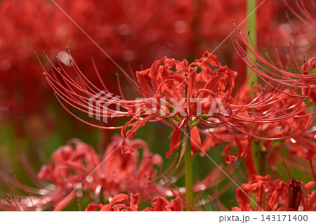 ヒガンバナ(彼岸花/Lycoris radiata) ヒガンバナ(彼岸花/Lycoris radiata) 143171400
