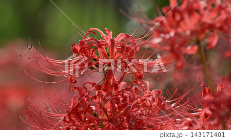 ヒガンバナ(彼岸花/Lycoris radiata) ヒガンバナ(彼岸花/Lycoris radiata) 143171401