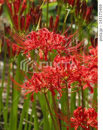 ヒガンバナ(彼岸花/Lycoris radiata) ヒガンバナ(彼岸花/Lycoris radiata) 143171409