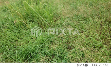 空き地 荒地 雑草 土地 不動産 vacant lot 空き地 荒地 雑草 土地 不動産 vacant lot 143171638
