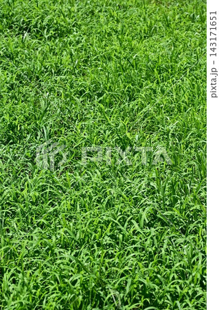 空き地 荒地 雑草 土地 不動産 vacant lot 空き地 荒地 雑草 土地 不動産 vacant lot 143171651