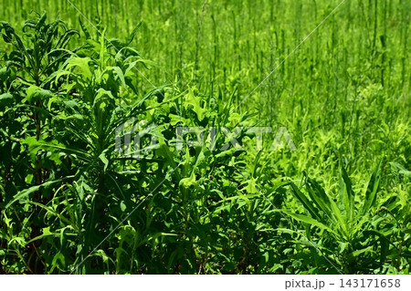 空き地 荒地 雑草 土地 不動産 vacant lot 空き地 荒地 雑草 土地 不動産 vacant lot 143171658