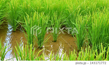 コメ(稲作)イメージ (rice field image) コメ(稲作)イメージ (rice field image) 143171772