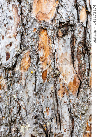 bark close-up of himalayan pine tree trunk bark close-up of himalayan pine tree trunk 143172174