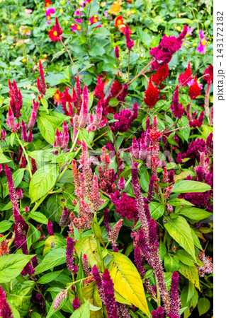 celosia flowers in Batumi Botanical Garden celosia flowers in Batumi Botanical Garden 143172182