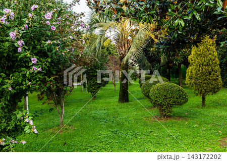 green lawn and trees at seaside garden in Batumi green lawn and trees at seaside garden in Batumi 143172202