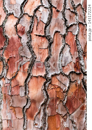bark close-up of maritime pine tree trunk 143172224