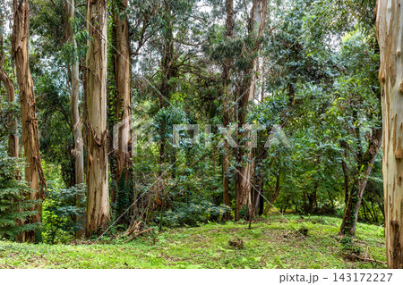 eucalyptus grove in Batumi Botanical Garden eucalyptus grove in Batumi Botanical Garden 143172227