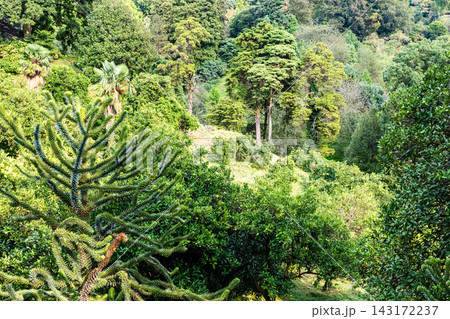 araucaria tree in grove in Batumi Botanical Garden 143172237