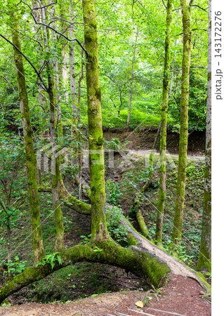 tulip trees over ravine in Batumi Botanical Garden tulip trees over ravine in Batumi Botanical Garden 143172276