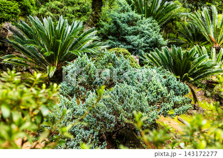 juniper shrubs in Batumi Botanical Garden juniper shrubs in Batumi Botanical Garden 143172277