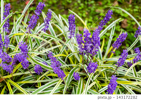 Liriope flower close-up in Batumi Botanical Garden 143172282