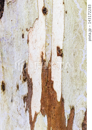 tree trunk bark close-up of ribbon gum eucalyptus tree trunk bark close-up of ribbon gum eucalyptus 143172283