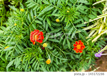 tagetes flower close-up in Batumi Botanical Garden 143172286