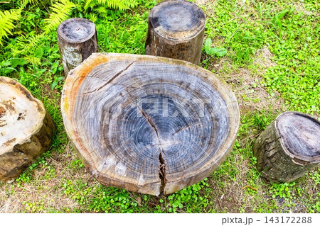 tabletop made from cross-sections of large tree 143172288