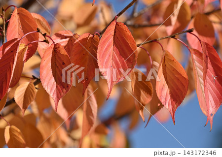 紅葉(桜)(桜紅葉) 紅葉(桜)(桜紅葉) 143172346