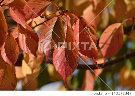 紅葉(桜)(桜紅葉) 紅葉(桜)(桜紅葉) 143172347
