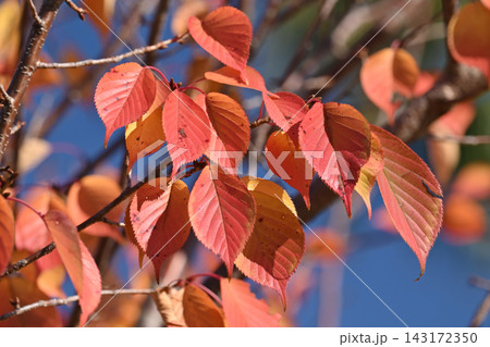 紅葉(桜)(桜紅葉) 143172350
