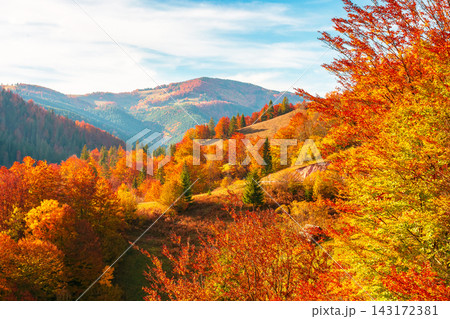 beautiful autumn afternoon in Apuseni mountains. forest on the edge of a hill in fall colors. wonderful countryside nature of Romania on a sunny weather in evening beautiful autumn afternoon in Apuseni mountains. forest on the edge of a hill in fall colors. wonderful countryside nature of Romania on a sunny weather in evening 143172381