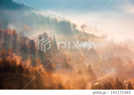trees on meadow between hillsides with conifer forest in fog at sunrise. light beam through glowing misty atmosphere in the valley. autumn in Transcarpathia trees on meadow between hillsides with conifer forest in fog at sunrise. light beam through glowing misty atmosphere in the valley. autumn in Transcarpathia 143172383