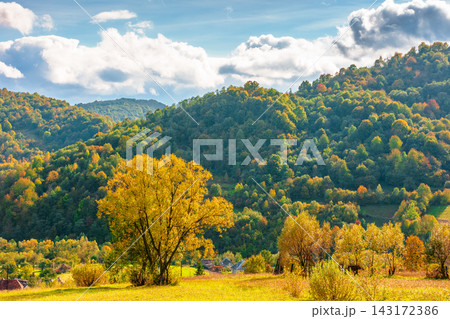 Carpathian mountain landscape on a sunny afternoon. outdoor adventure with stunning view in evening light. outskirts of Volosianka village, Ukraine Carpathian mountain landscape on a sunny afternoon. outdoor adventure with stunning view in evening light. outskirts of Volosianka village, Ukraine 143172386