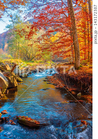 landscape in mountains, forest and a river in front. beautiful view in autumn. fresh water in the beech forest of Carpathian mountains. sunny weather, rocky shore 143172387