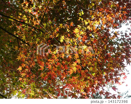 紅葉(秋イメージ) 紅葉(秋イメージ) 143172398