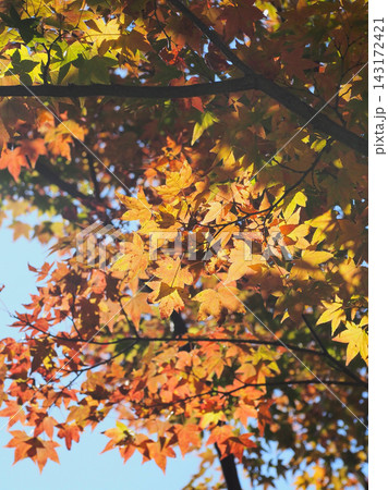 紅葉(秋イメージ) 143172421