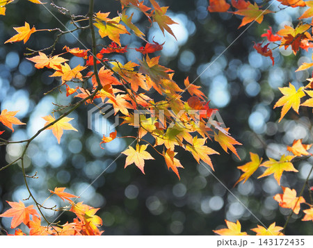 紅葉(秋イメージ) 143172435