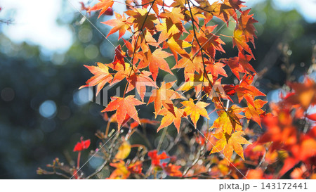紅葉(秋イメージ) 紅葉(秋イメージ) 143172441