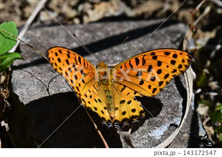 ツマグロヒョウモン　Indian Fritillary 143172547