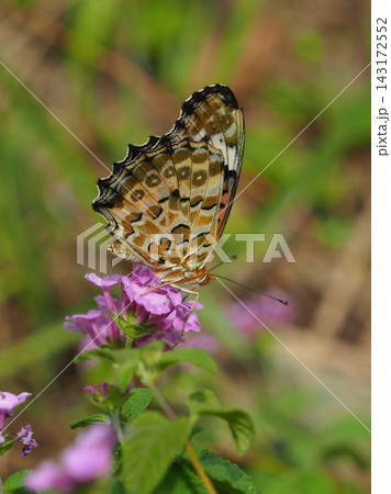 ツマグロヒョウモン Indian Fritillary ツマグロヒョウモン Indian Fritillary 143172552