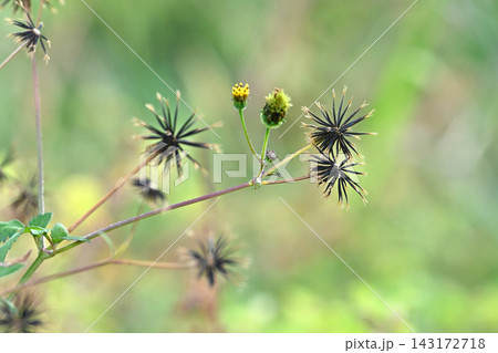 コセンダングサ／ひっつき虫(genus Bidens)　荒地　売地 143172718